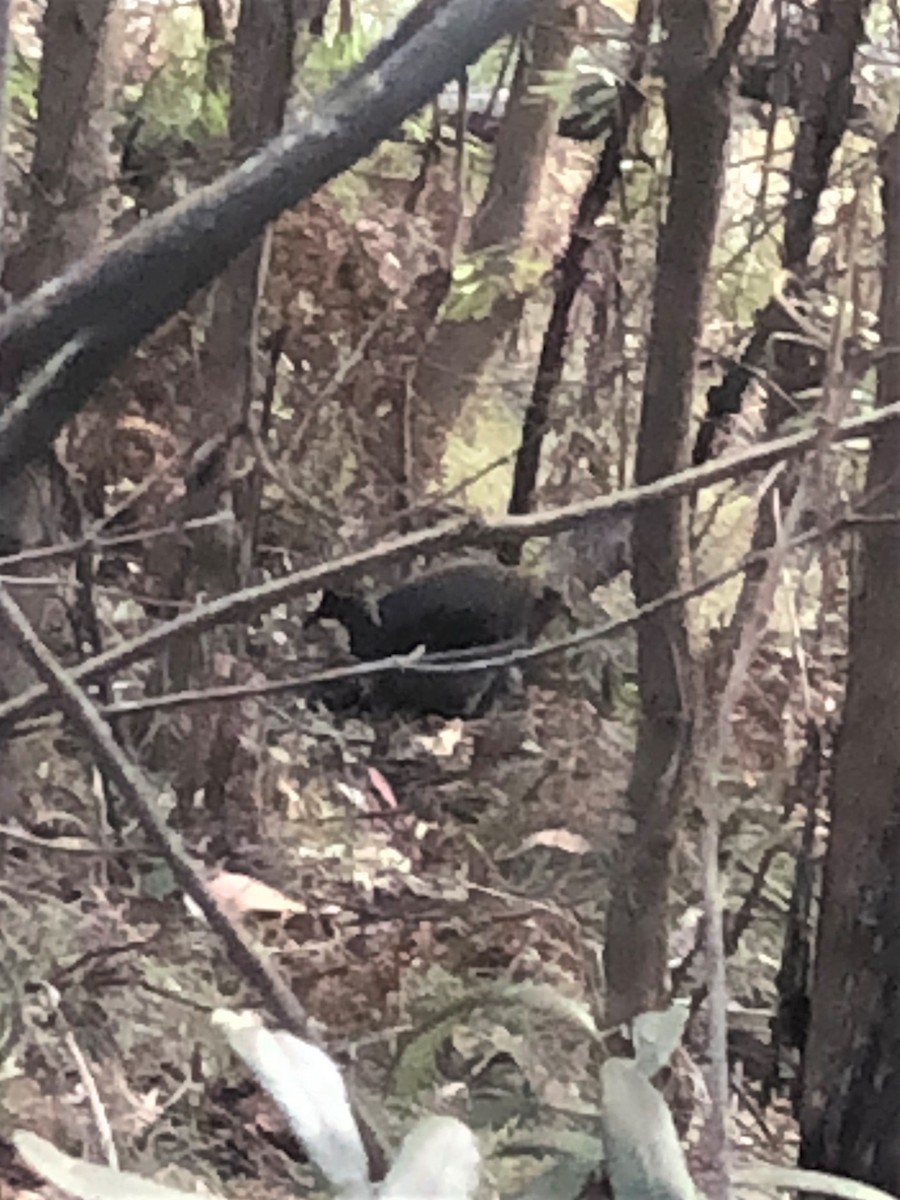 Superb Lyrebird - ML558139131