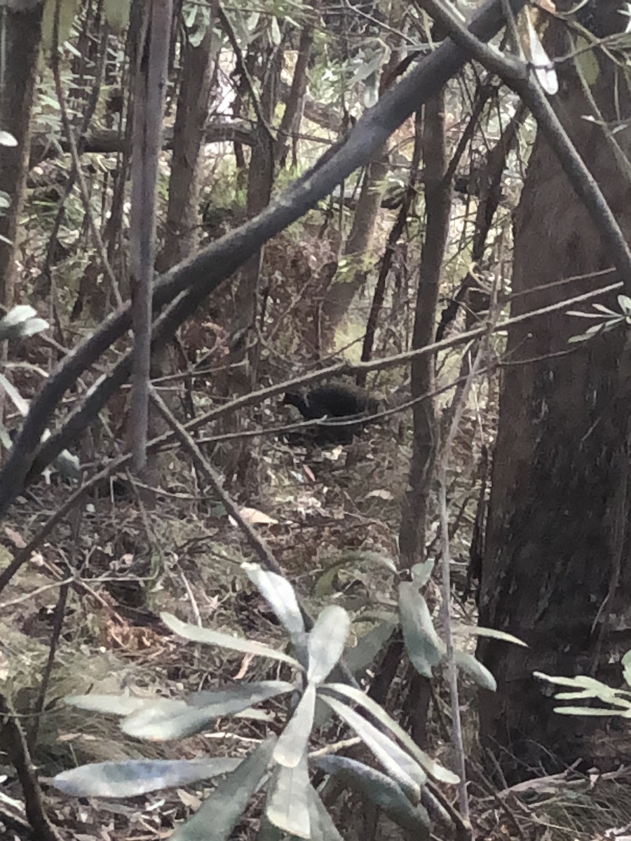 Superb Lyrebird - ML558139141