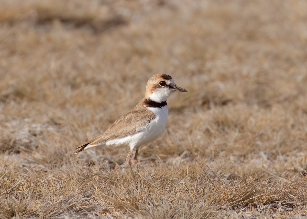 Collared Plover - ML558139271