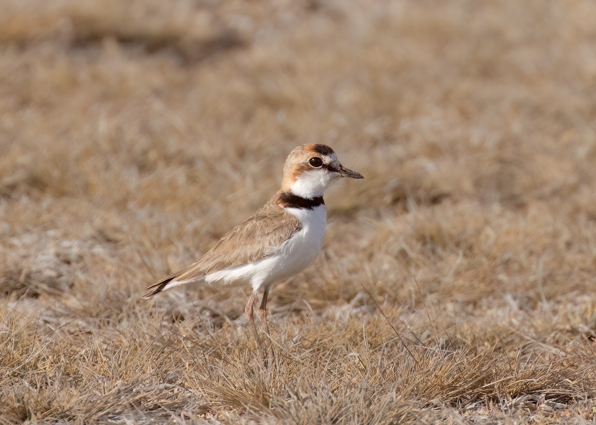 Collared Plover - Steve Schnoll