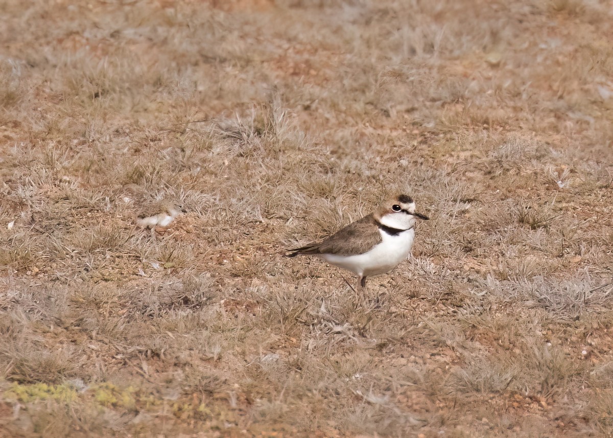 Collared Plover - ML558139291
