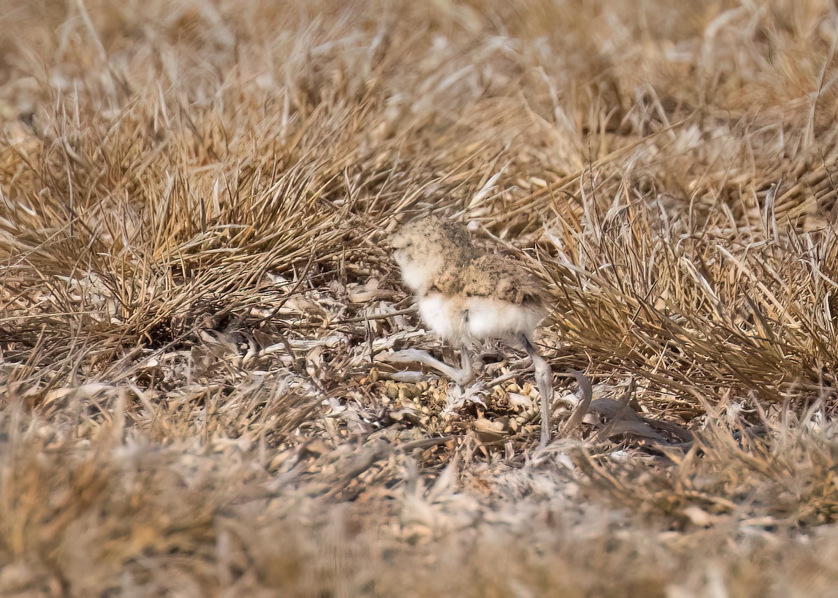 Collared Plover - ML558139301