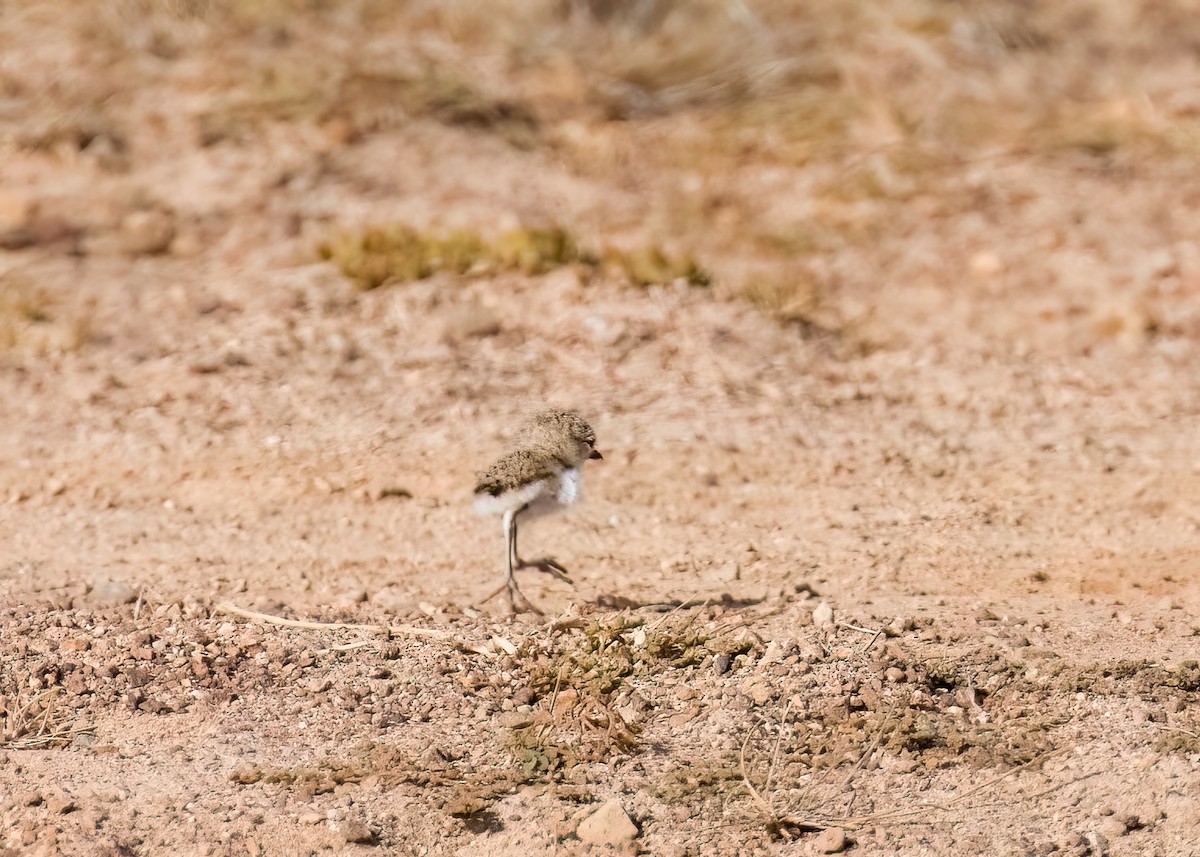 Collared Plover - ML558139611