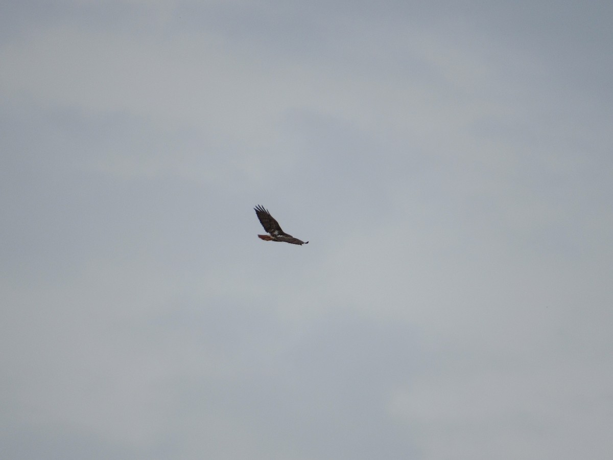Red-tailed Hawk (borealis) - Mickey Ryan