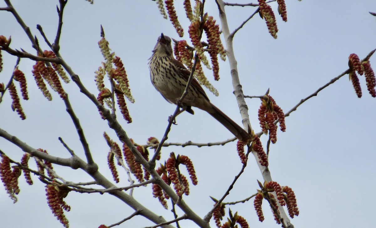 Brown Thrasher - ML558140751