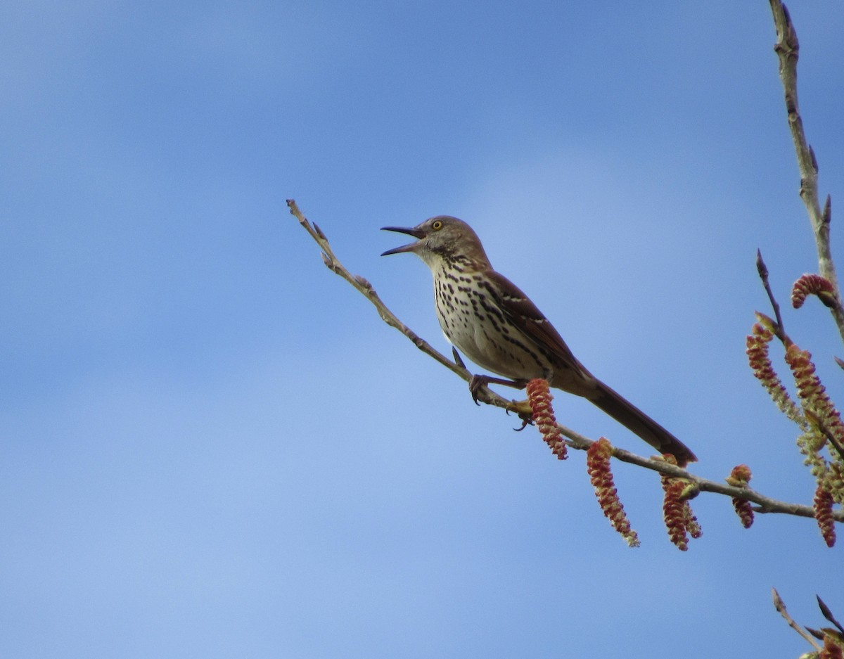 Brown Thrasher - ML558140901