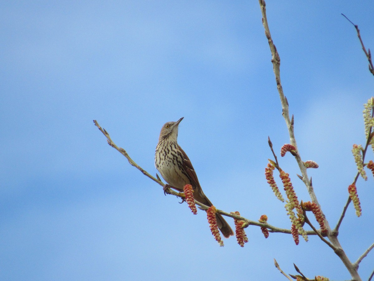 Brown Thrasher - Mickey Ryan