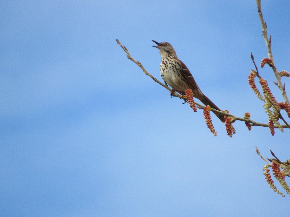 Brown Thrasher - ML558141061