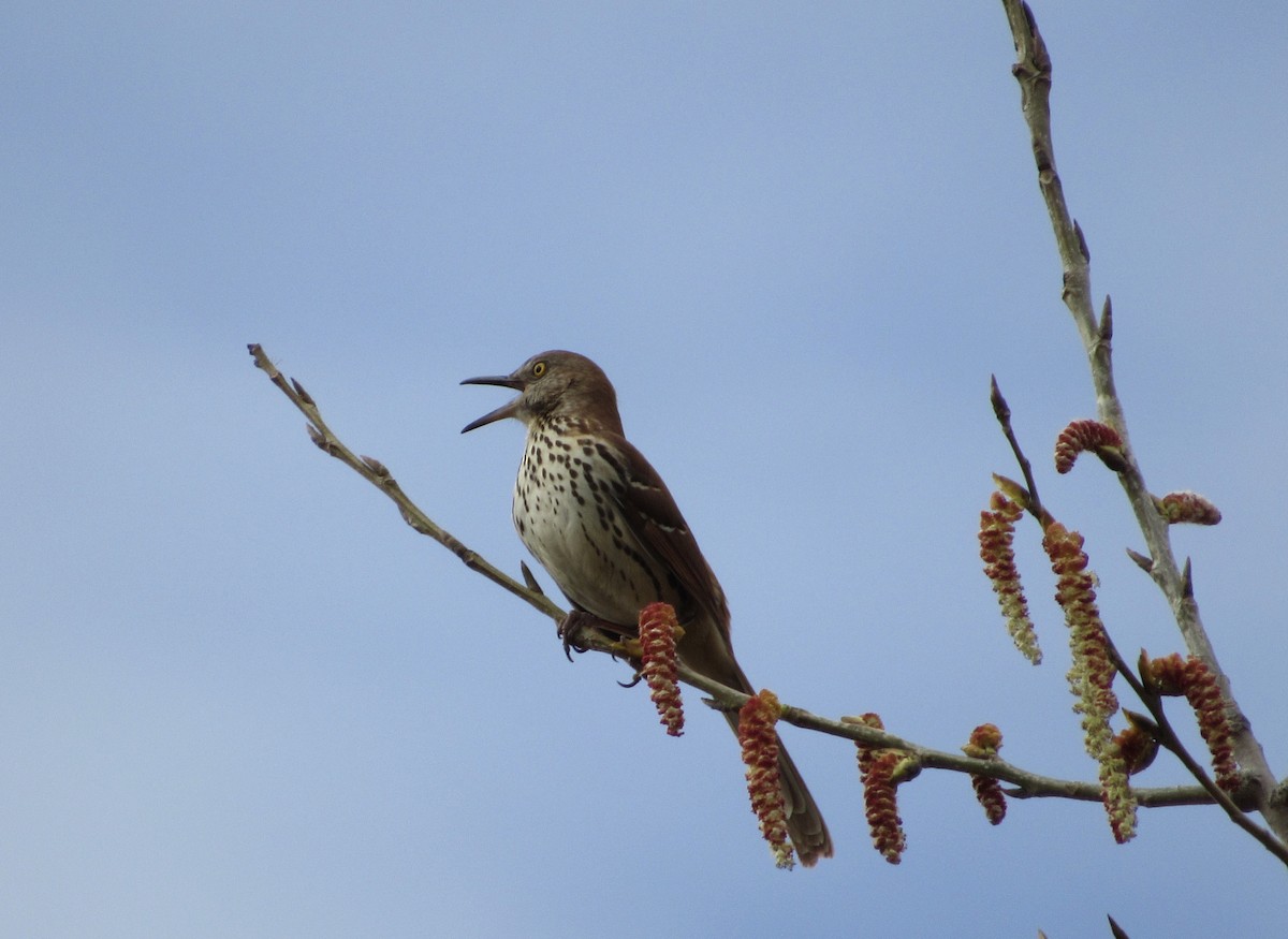 Brown Thrasher - Mickey Ryan