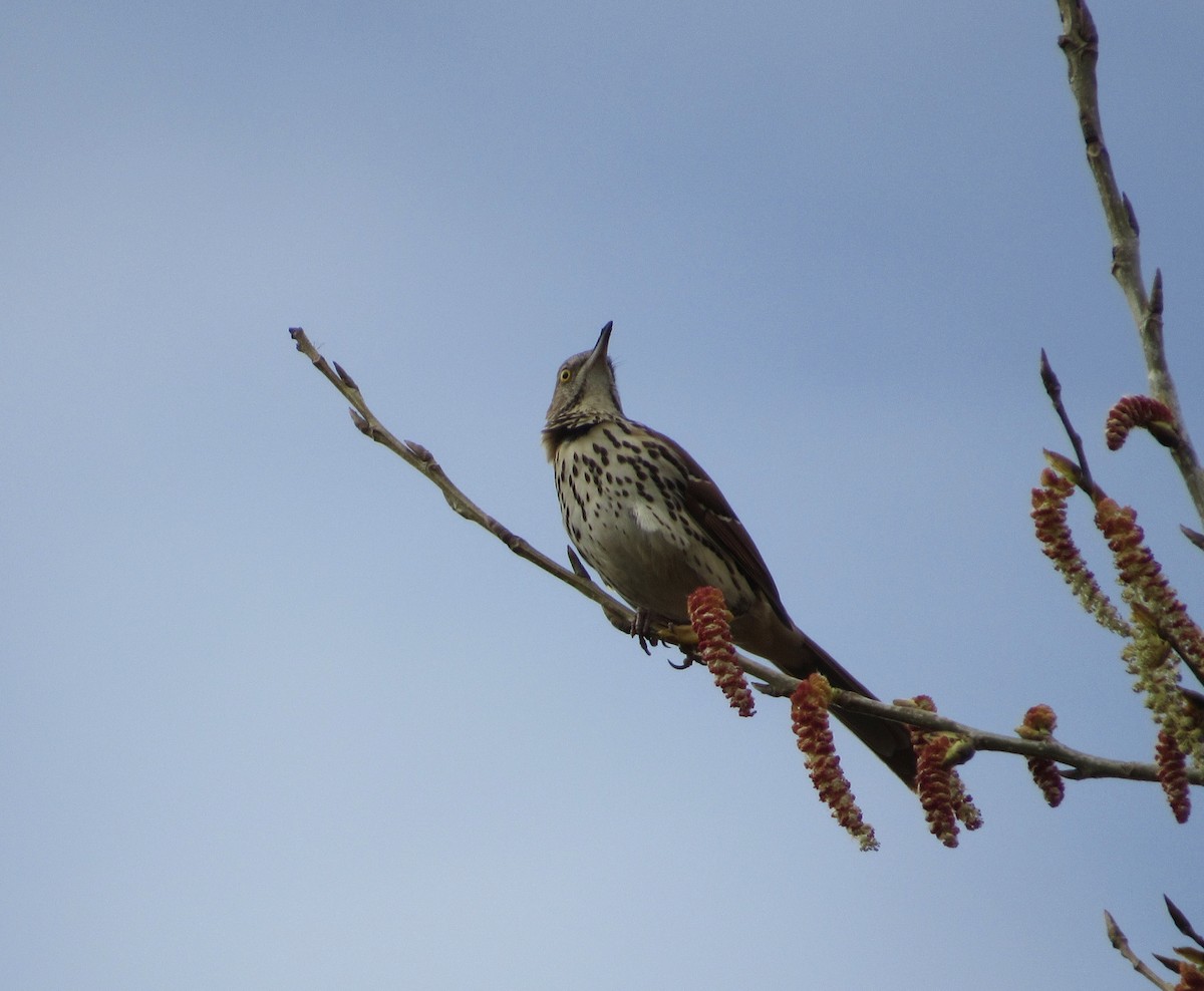 Brown Thrasher - ML558141281