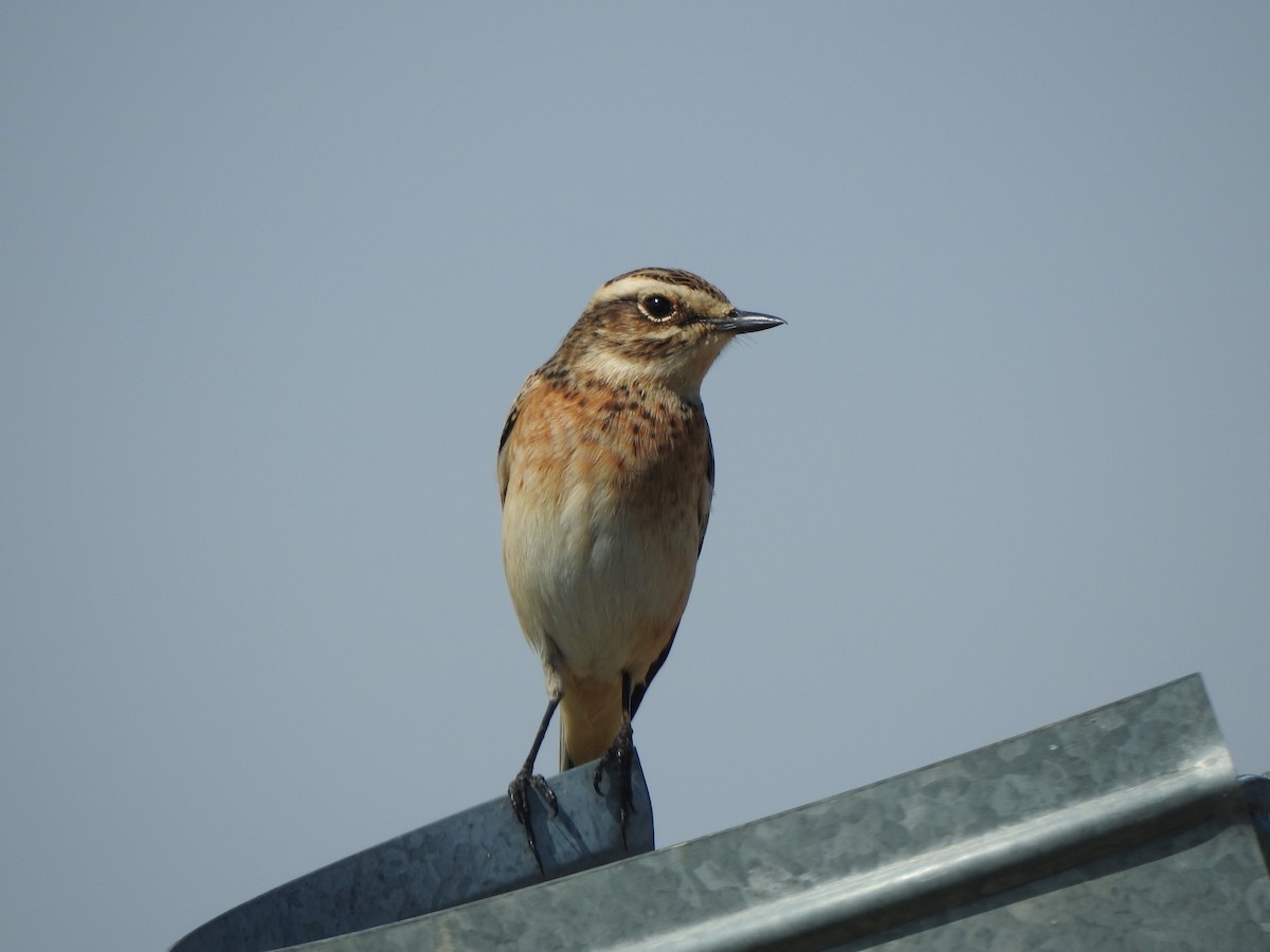Whinchat - ML558141401