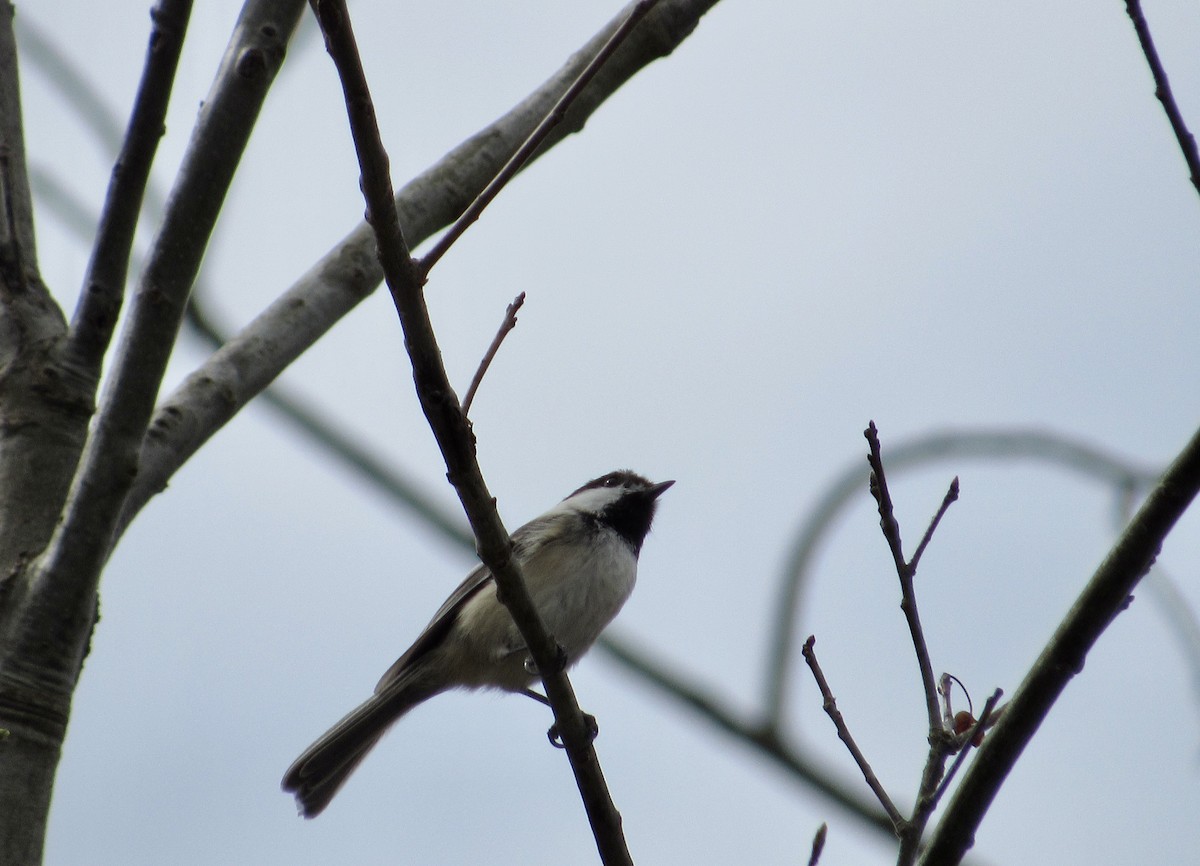 Black-capped Chickadee - ML558141541