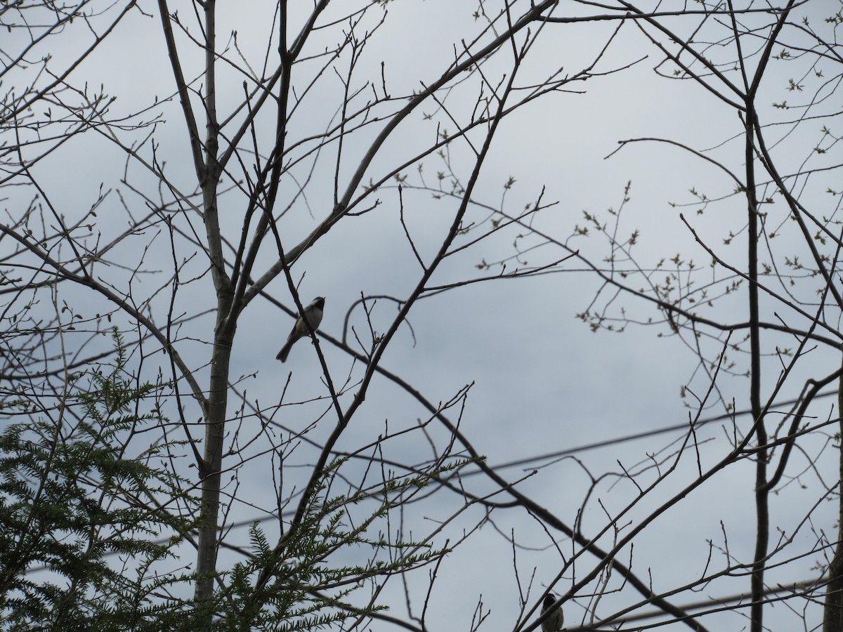 Black-capped Chickadee - Mickey Ryan