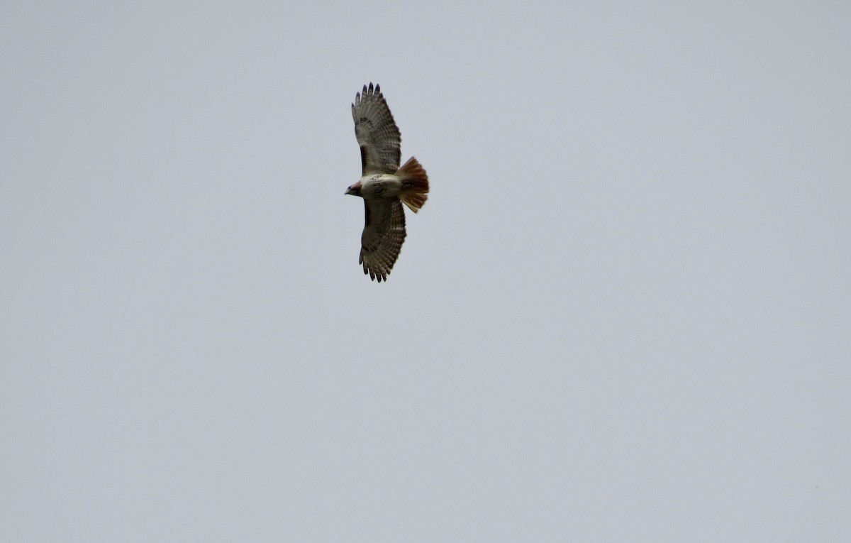 káně rudochvostá (ssp. borealis) - ML558141831