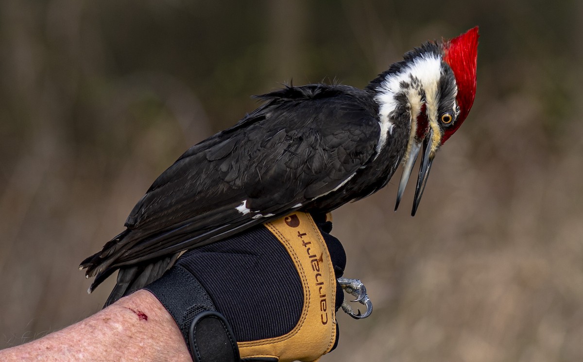 Pileated Woodpecker - ML558142641