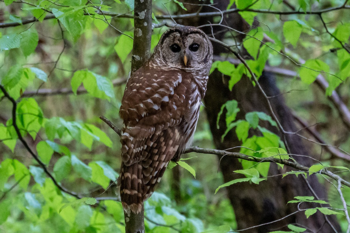 Barred Owl - ML558142921