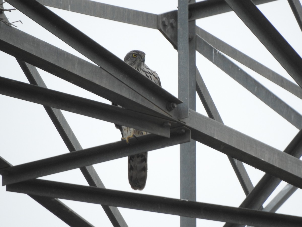 Eurasian Goshawk - ML558144131