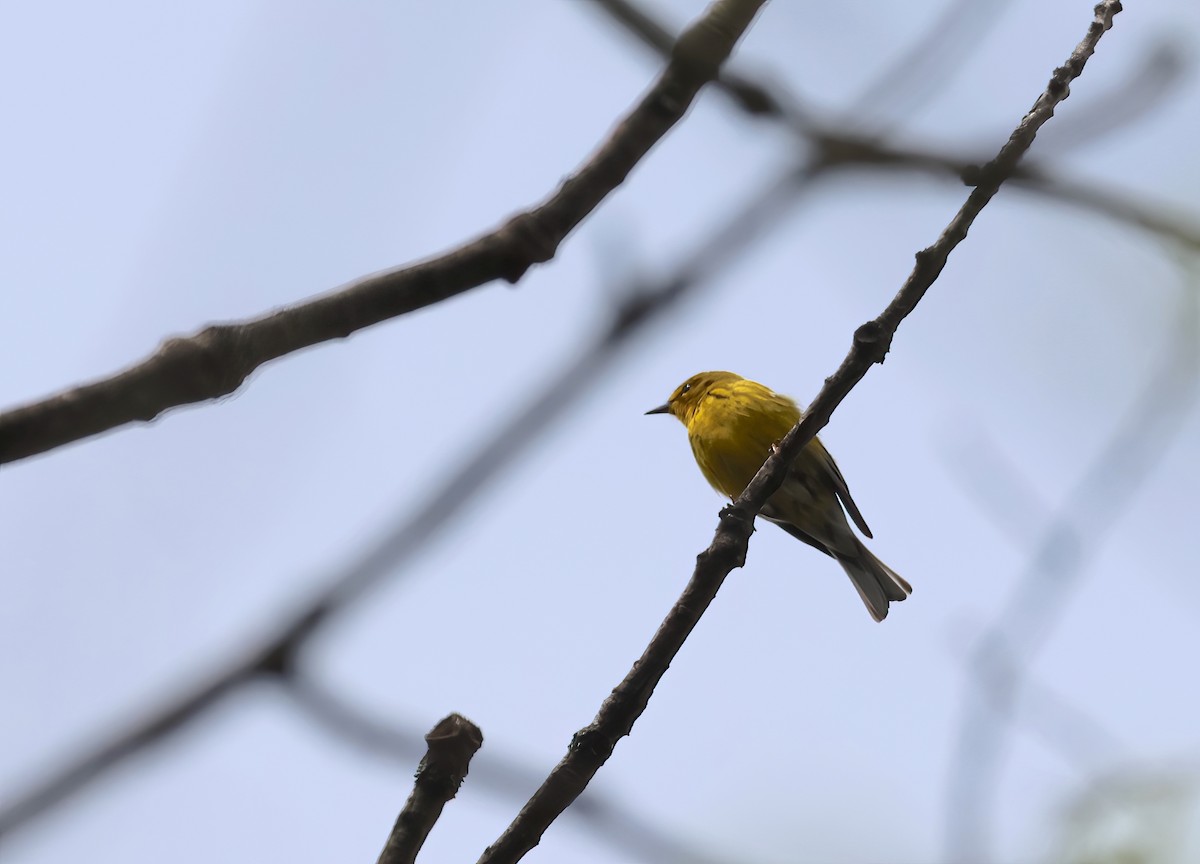 Pine Warbler - ML558144321