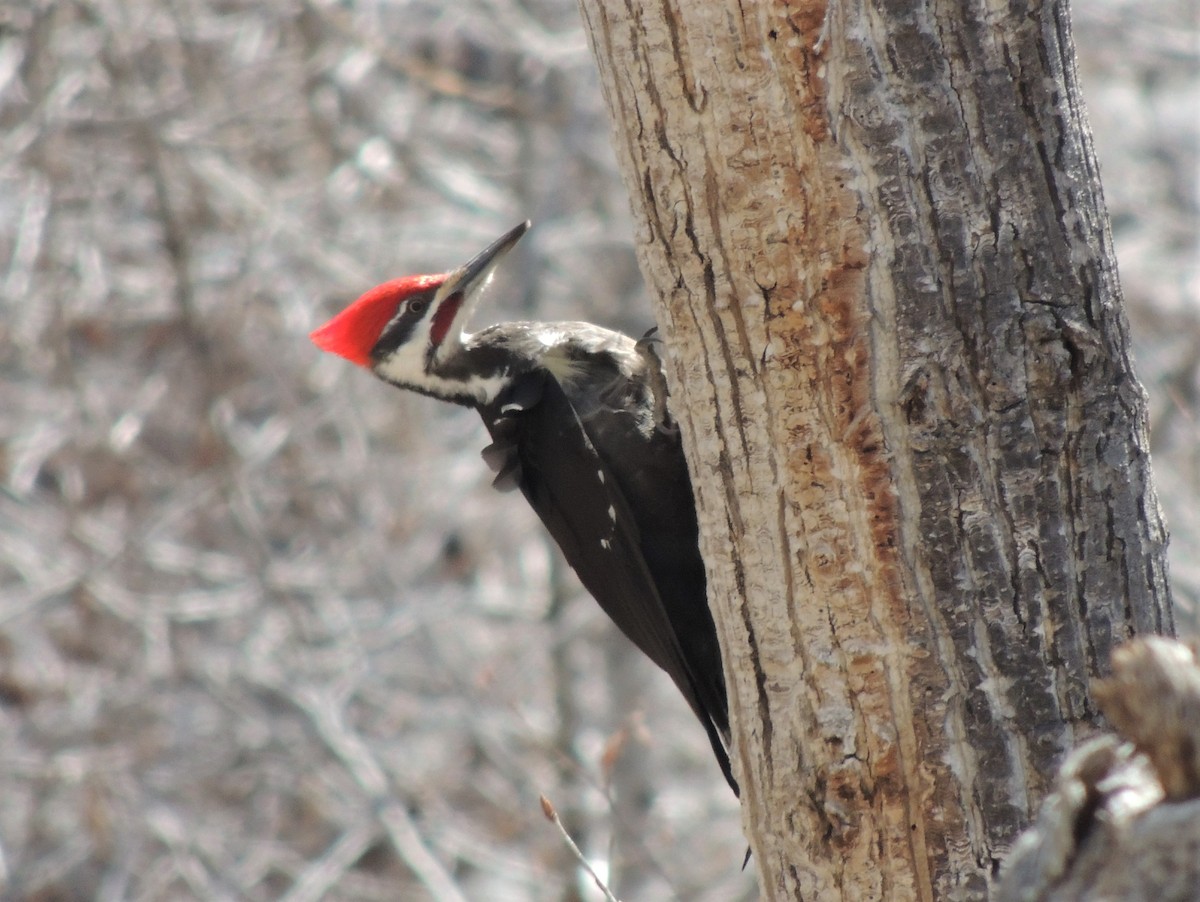 Pileated Woodpecker - ML558145351