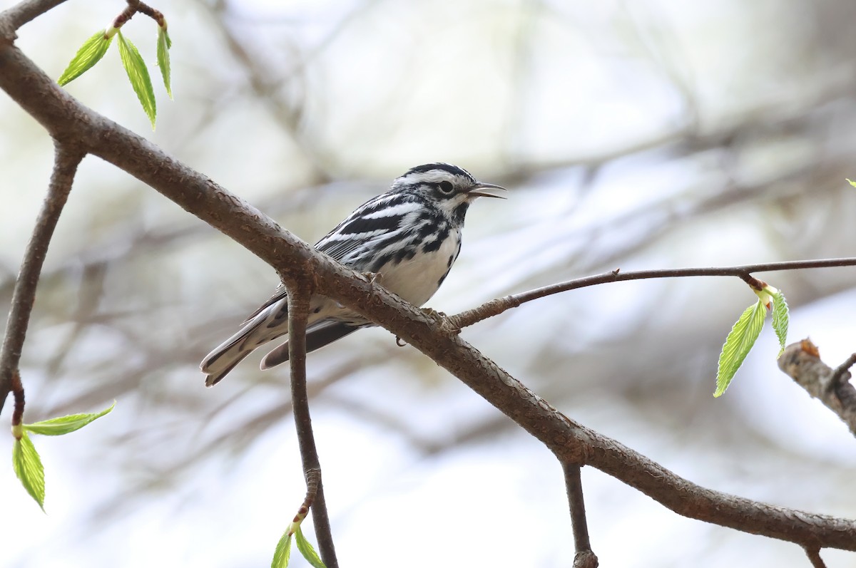 Black-and-white Warbler - ML558145821