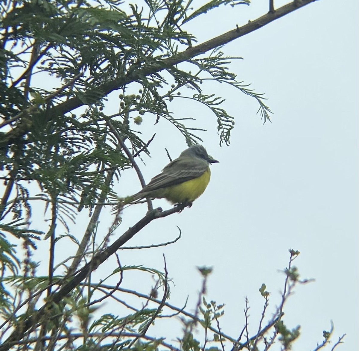 Couch's Kingbird - ML558146531