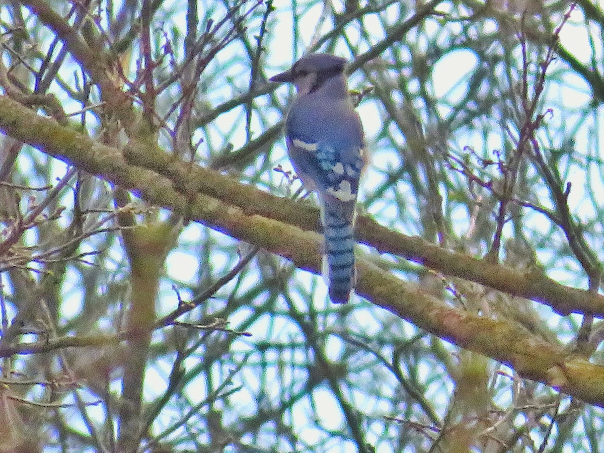 Blue Jay - ML558148181