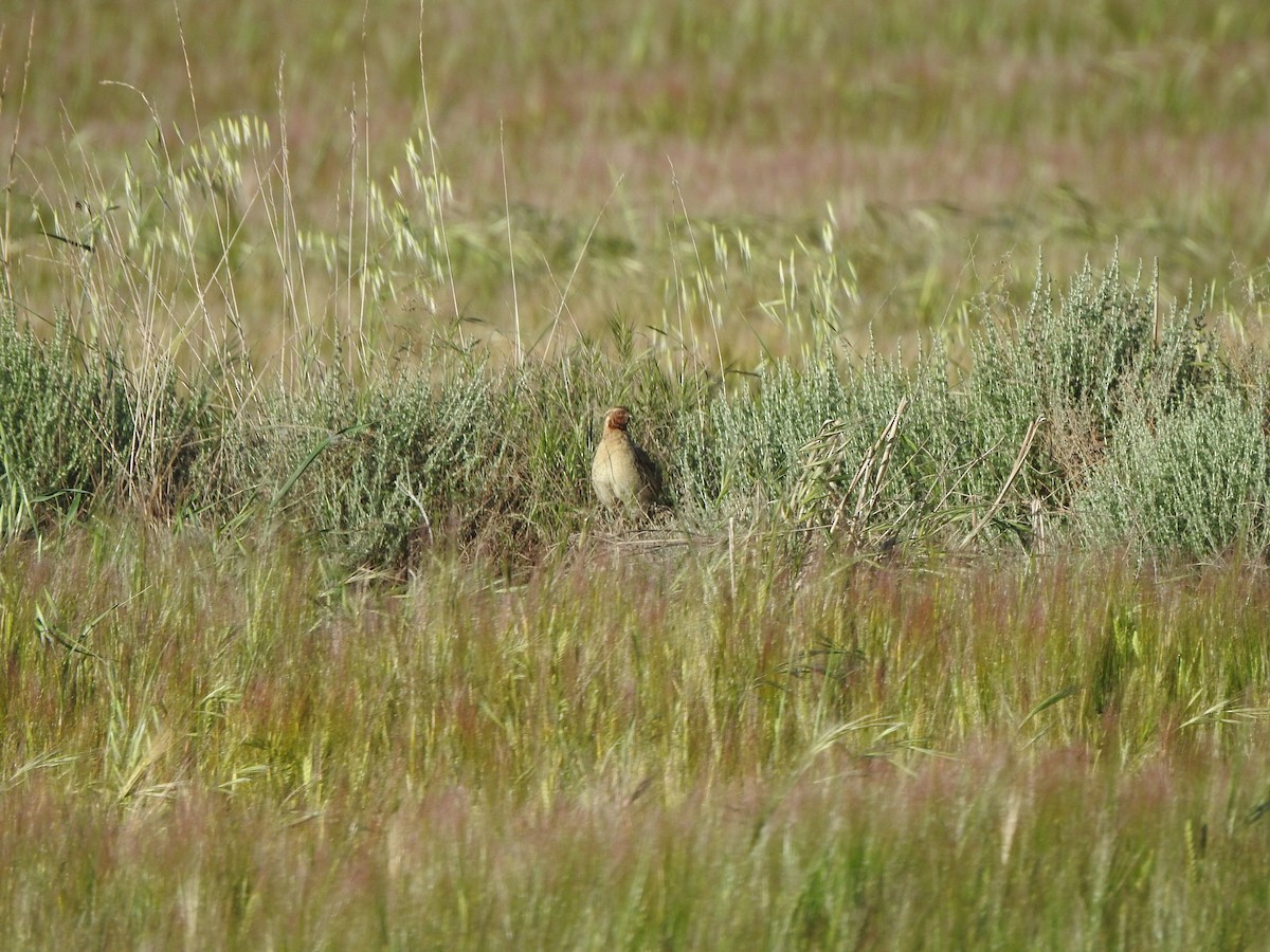 Common Quail - ML558148461