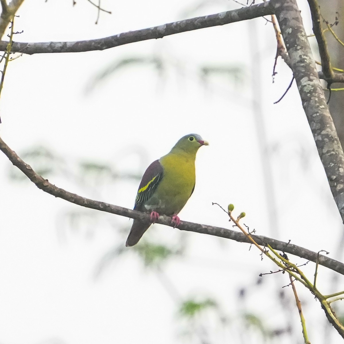 Thick-billed Green-Pigeon - ML558148571