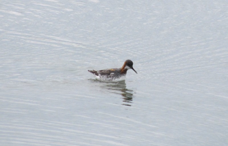 Red-necked Phalarope - ML55815021