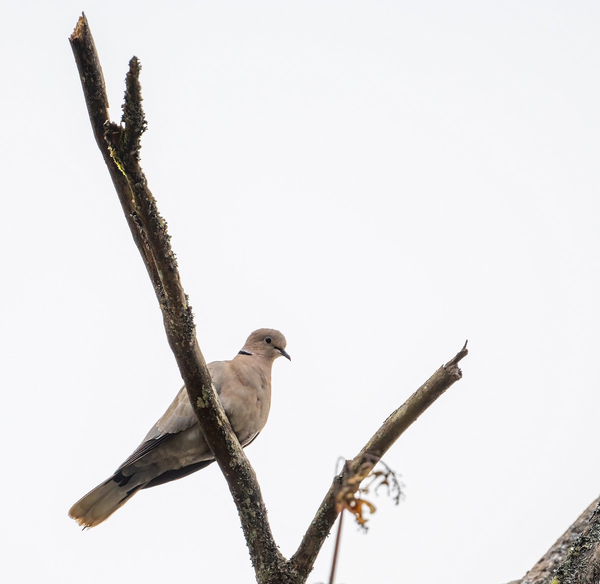 Eurasian Collared-Dove - ML558150551