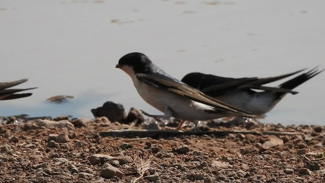 טסית בתים (מערבית) - ML558150571