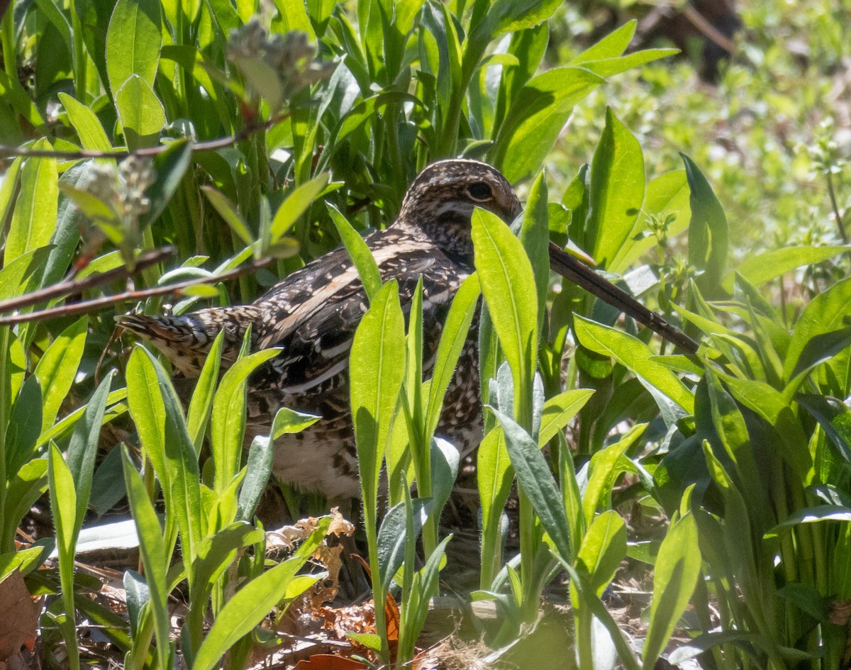 Wilson's Snipe - ML558150631