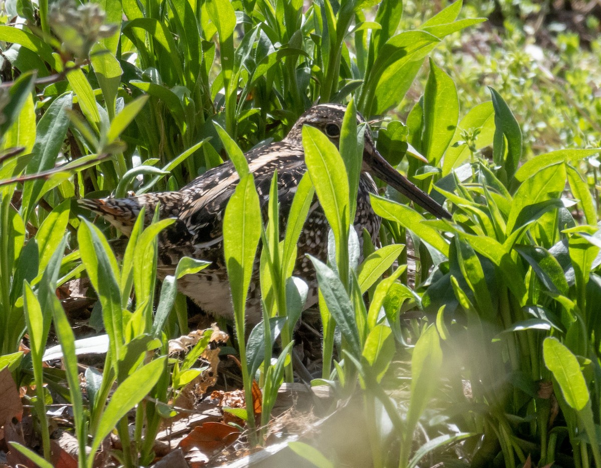 Wilson's Snipe - ML558150711