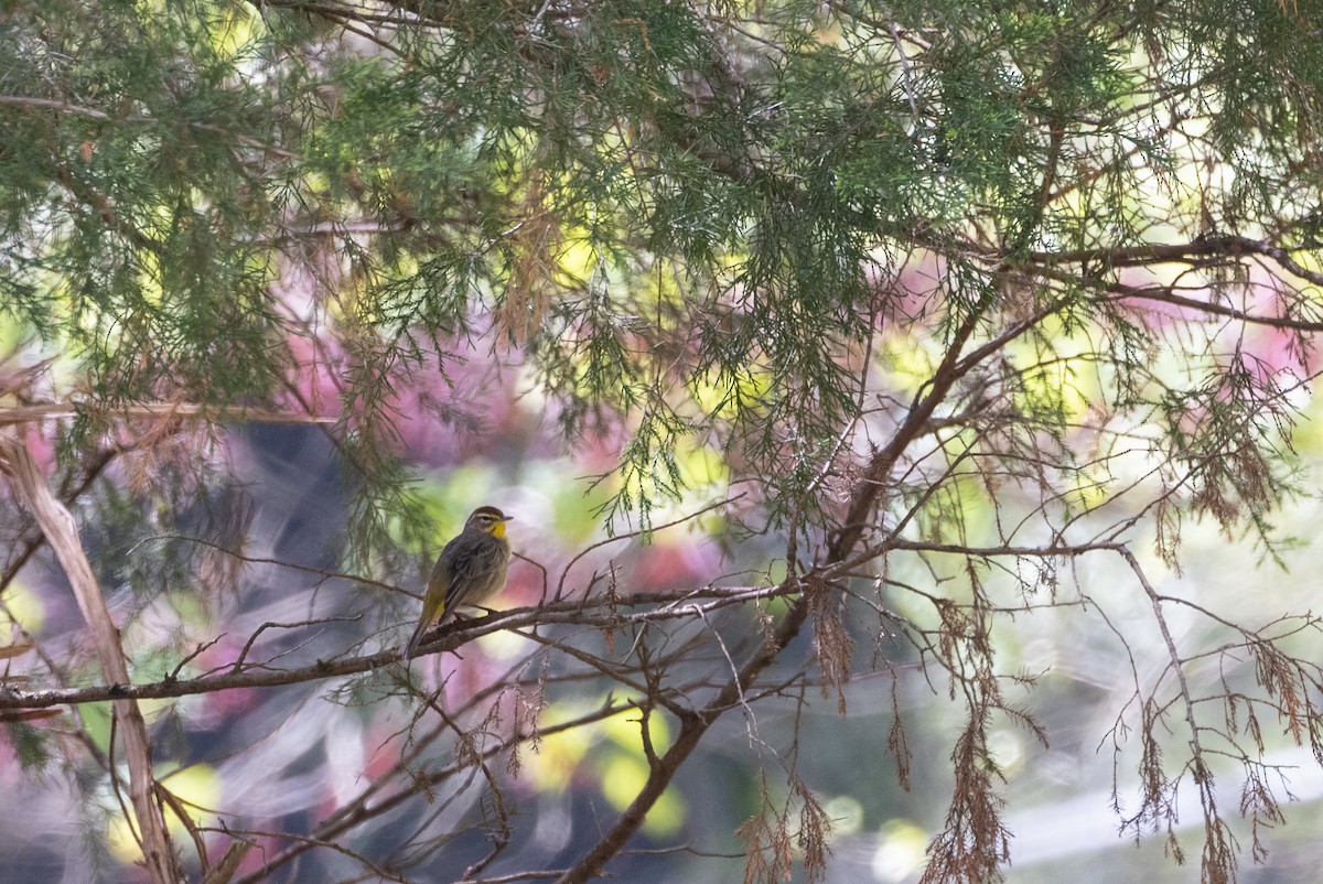 Palm Warbler - Shawn Taylor