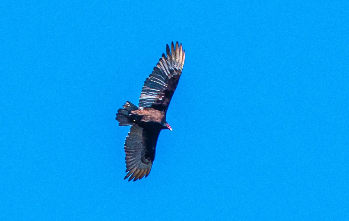 Urubu à tête rouge - ML558152061