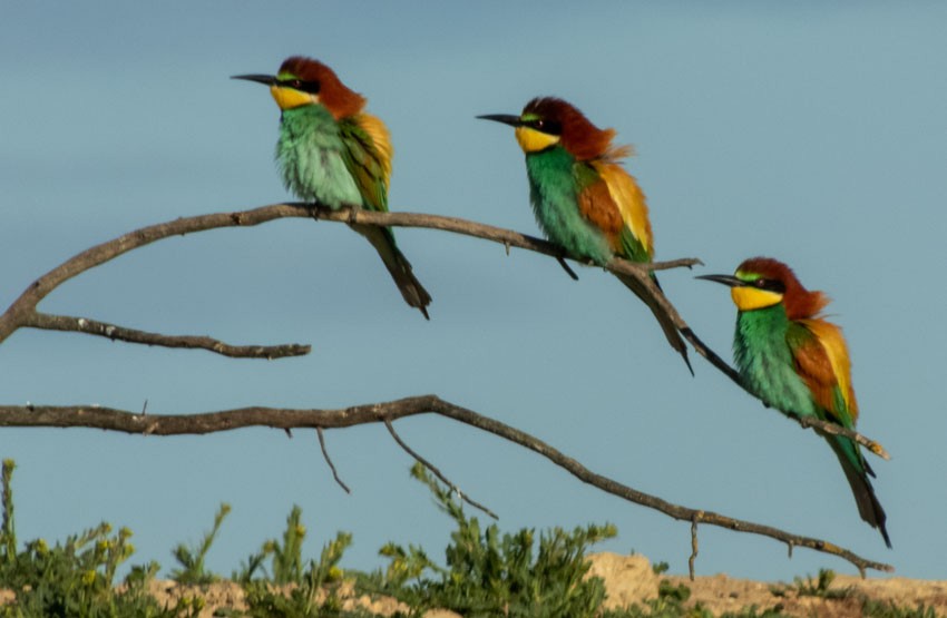 European Bee-eater - ML558152831