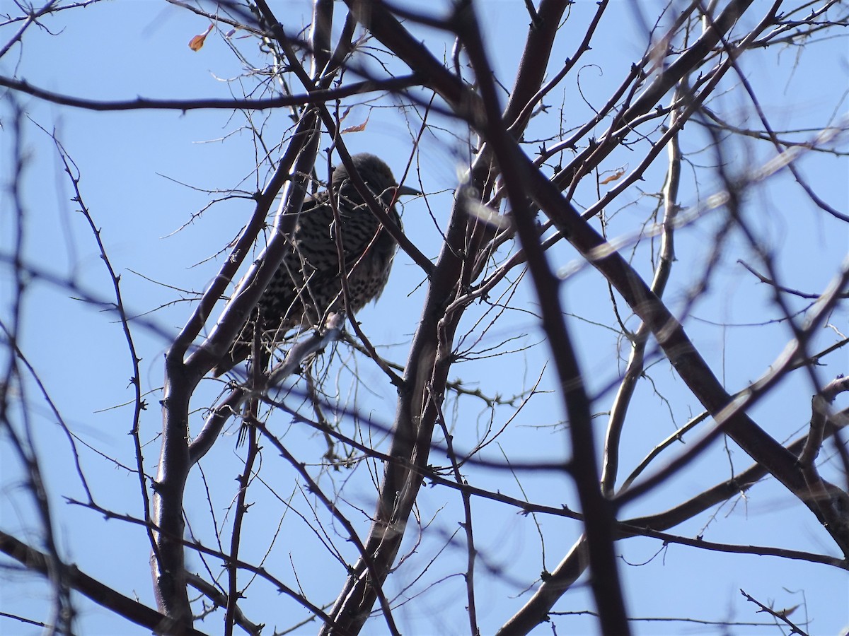 Northern Flicker - ML558153441