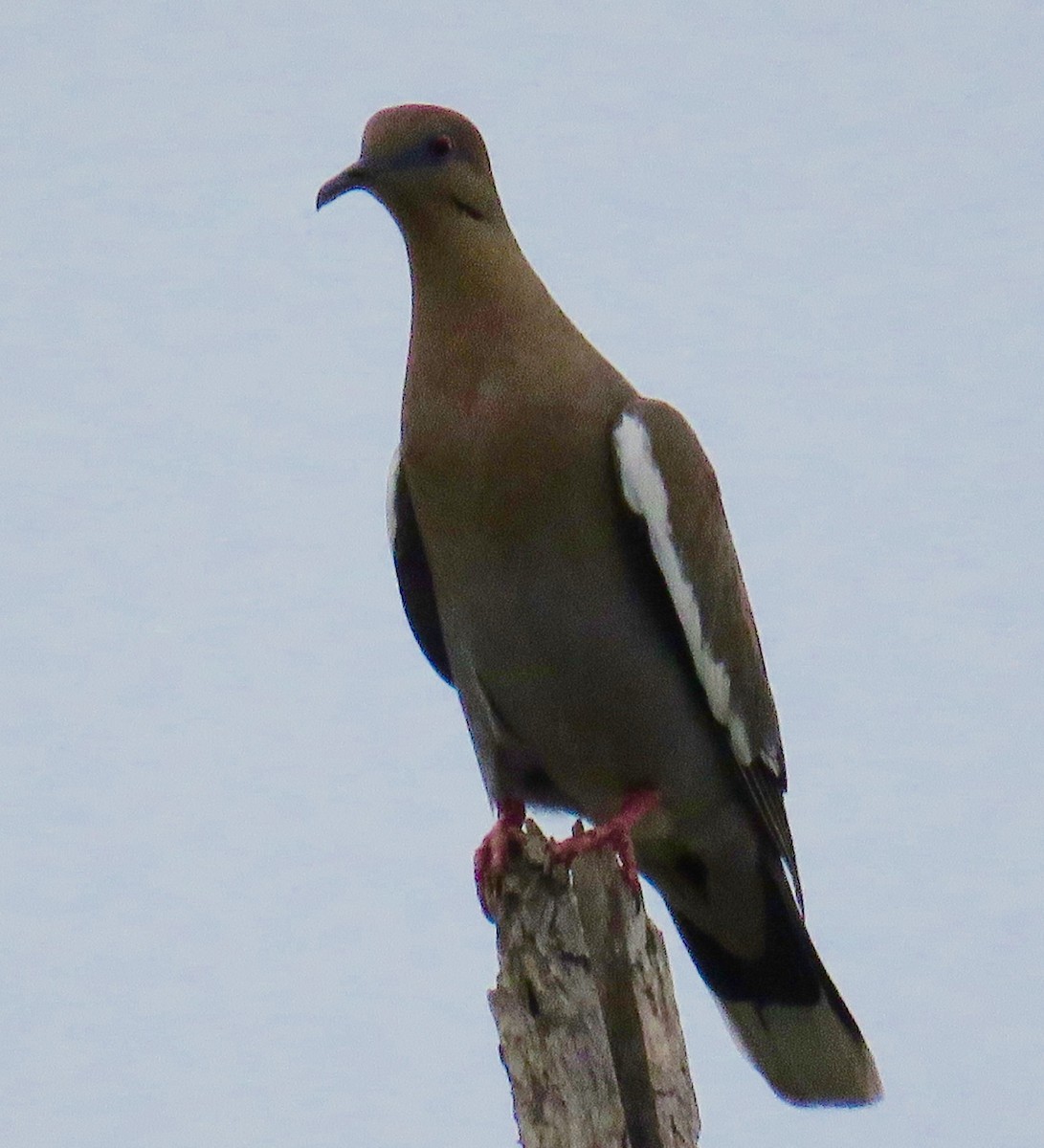 White-winged Dove - ML55815401