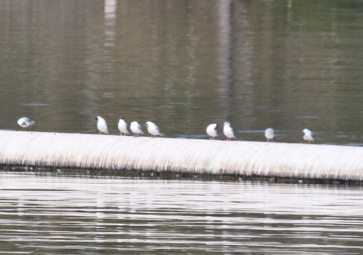 Bonaparte's Gull - ML558154831
