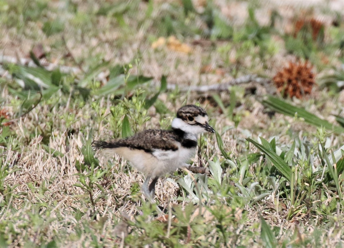 Killdeer - ML558155091
