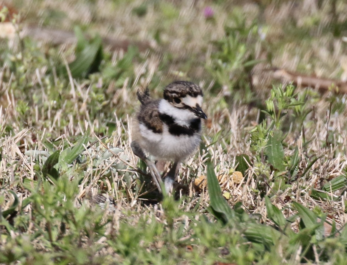 Killdeer - ML558155151