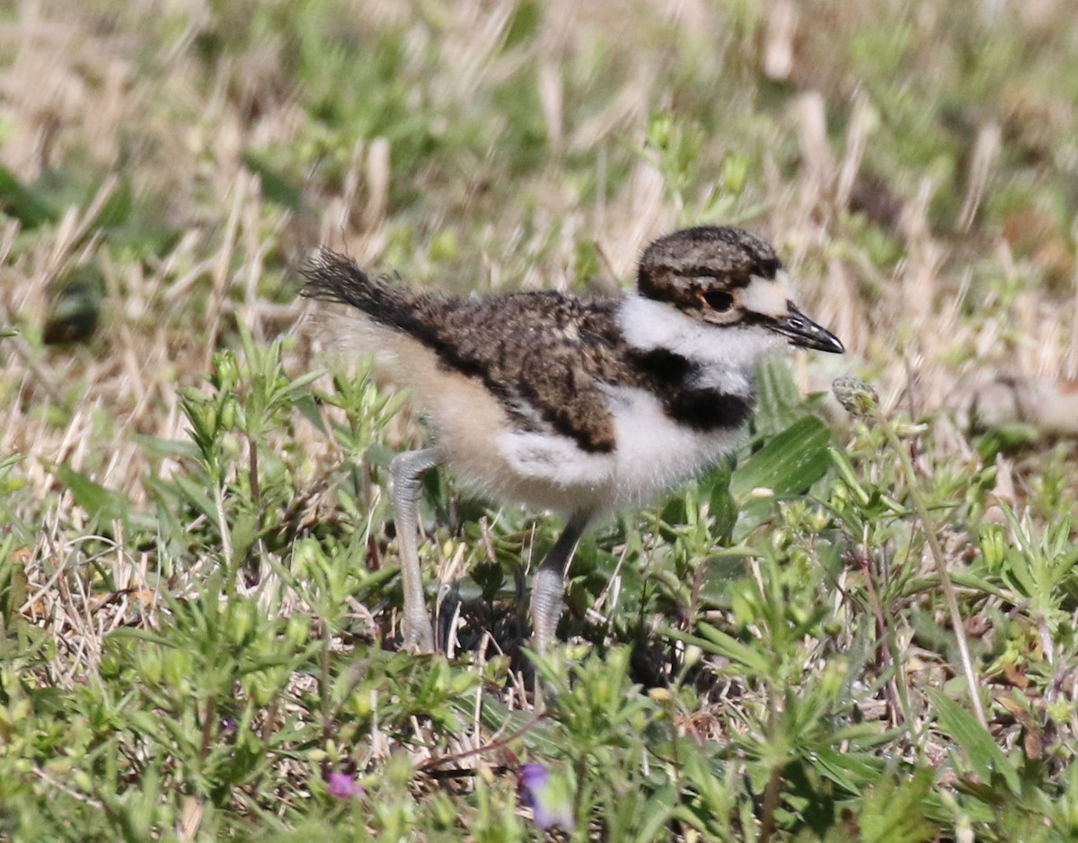 Killdeer - ML558155241