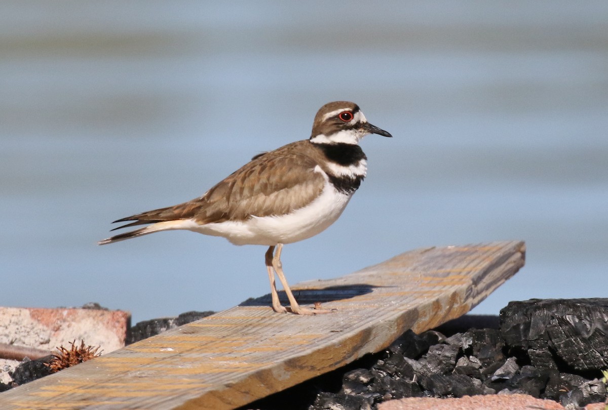 Killdeer - ML558155401