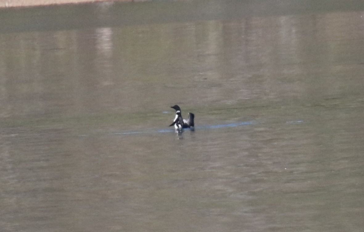 Common Loon - ML558155601