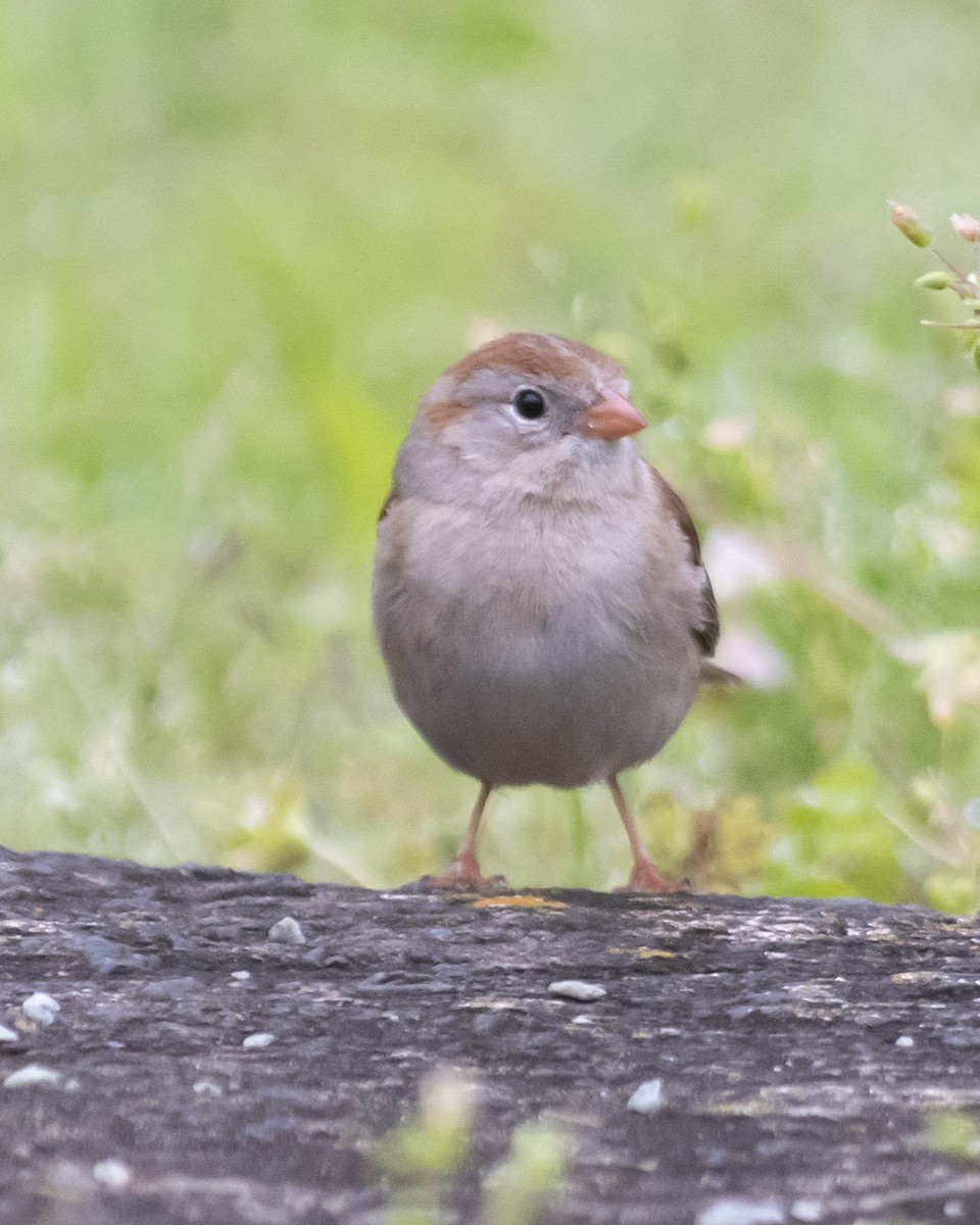 Field Sparrow - ML558155791