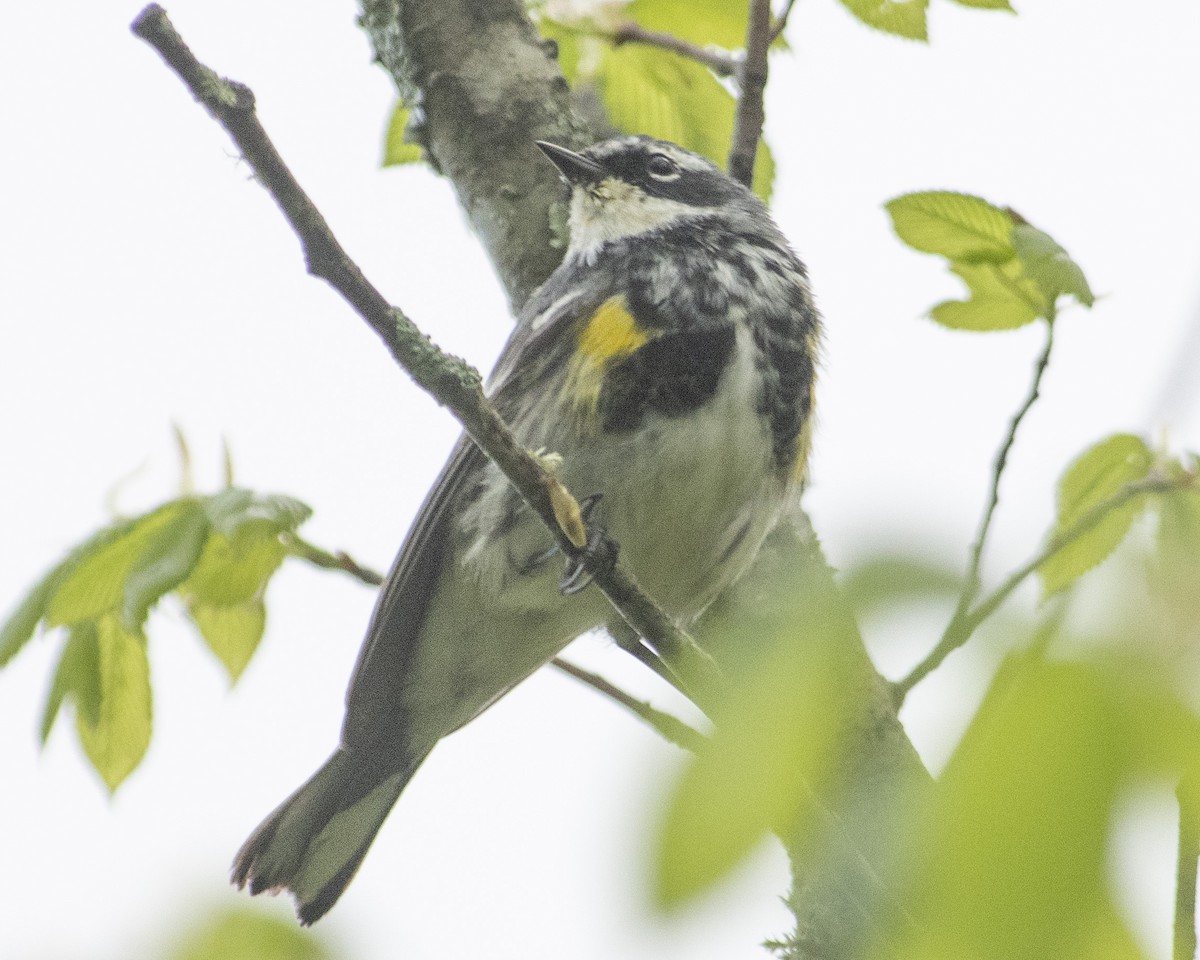 Yellow-rumped Warbler - ML558157241