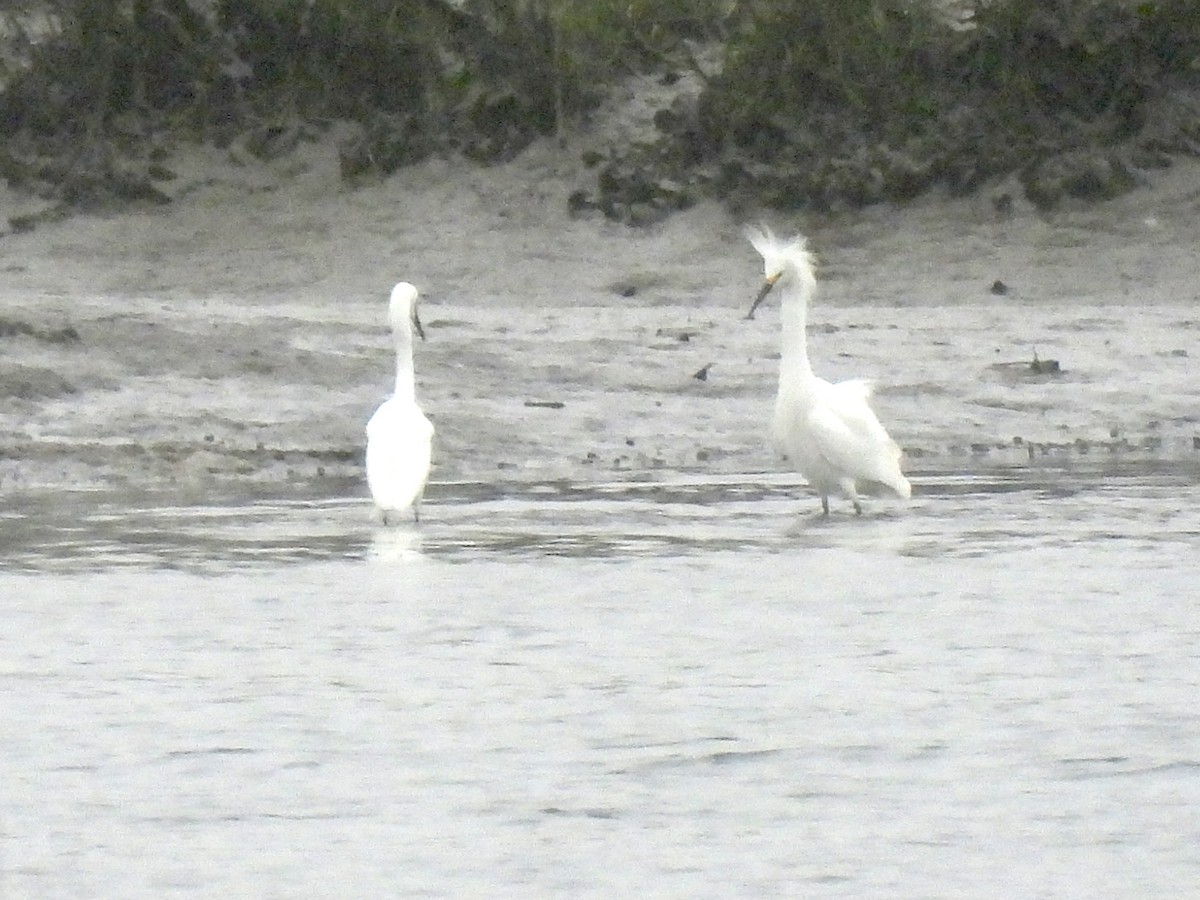 Snowy Egret - ML558157481