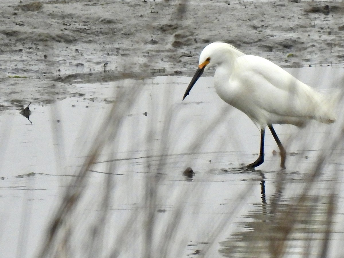 Snowy Egret - ML558157491