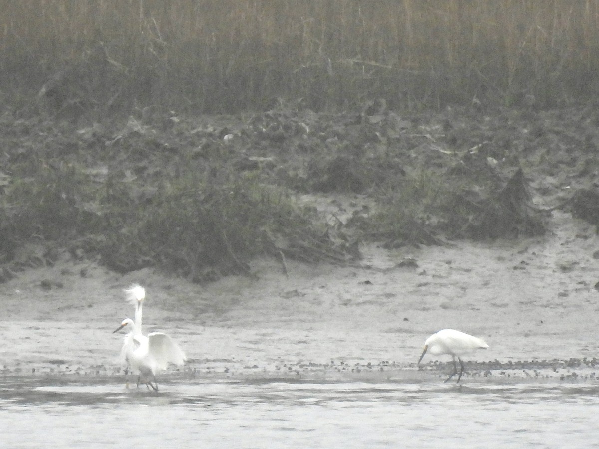 Snowy Egret - ML558157501