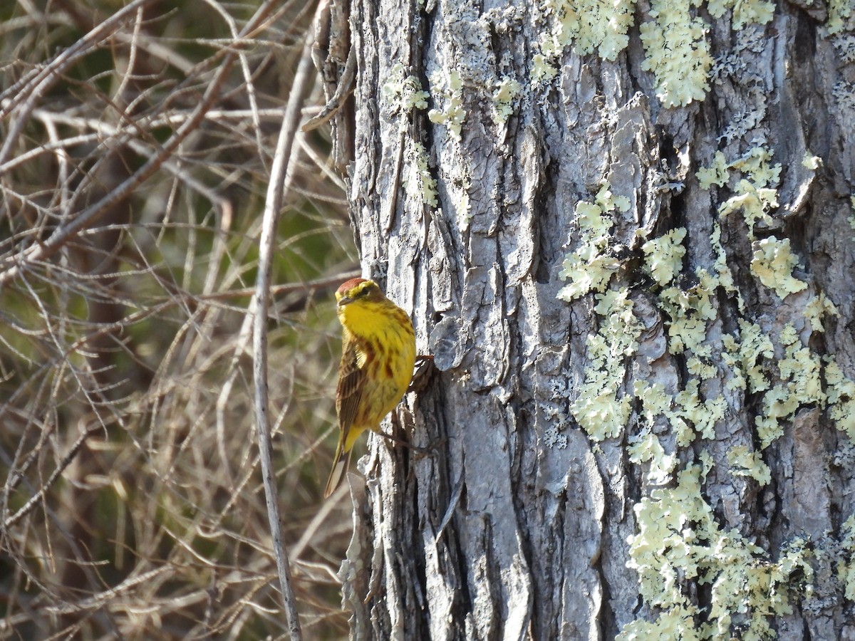 Palm Warbler - Cheryl Ring